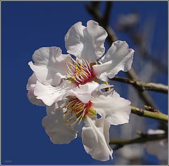  Almonds blossom