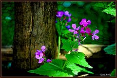  Lunaria annua