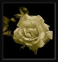  sepia rose