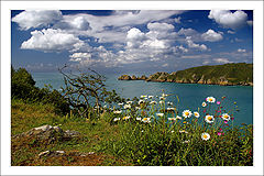  Landscape with camomiles