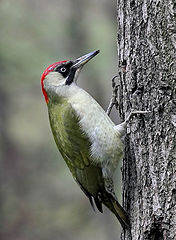  Picus viridis