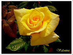  Yellow rose