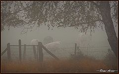  cows in the fog