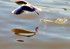  Seagull Reflections...