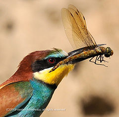  merops apiaster