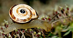  The Curious Snail...