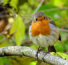   ( Erithacus rubecula)