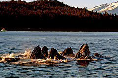  Humpback Whales