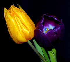  Two Beautiful Tulips...