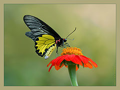  Golden Birdwing...