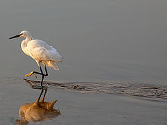  "A Beautiful White Heron..."