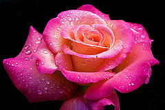  Rose rain