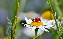  Ladybird