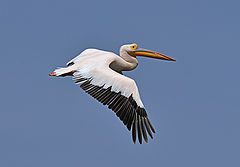  Pelican