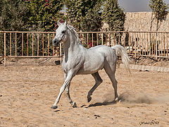  Arabian beauty # 3