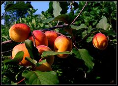  Enjoy your apricots