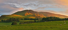  Evening Grazing