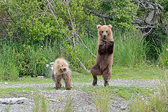  Gangnam bears