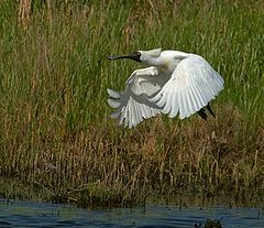  Spoonbill