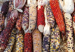  Autumn Corn