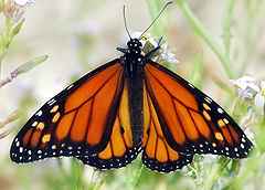  Monarch