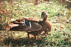  posing duck