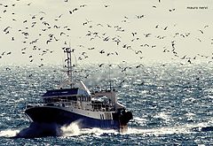  seagulls and boat