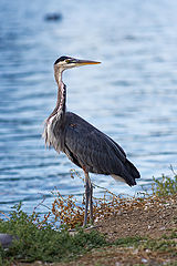  Great blue heron