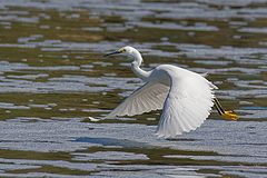  Great Egret