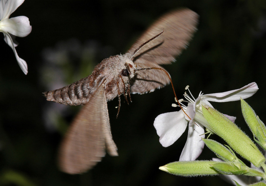 Ночная бабочка прилетела с большими дойками