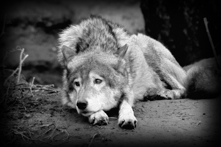 Игорь волк фото