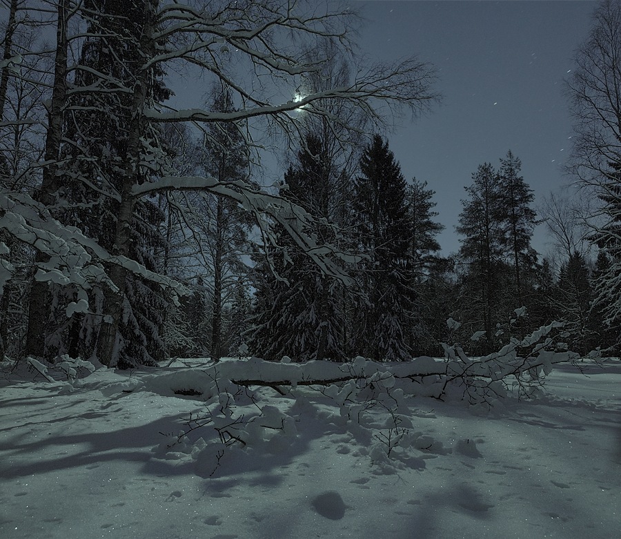 Ночной Зимний Лес Фото