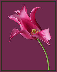 photo "Tulipan"