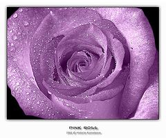 фото "Pink Rose"