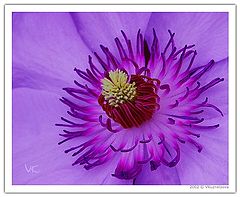 фото "Purple Flower"