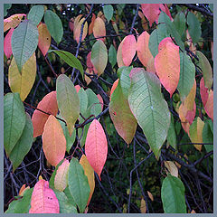photo "color leafs"