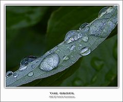 photo "The drops"