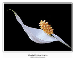 photo "Starlet in a palm"