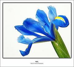 photo "Iris"