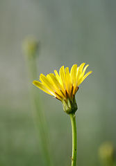 photo "Yellow Flower"