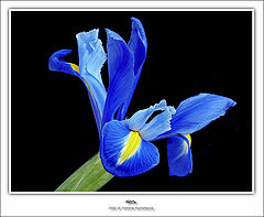 photo "Iris"