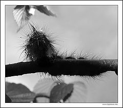 photo "Caterpilla"