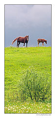 photo "About horses"