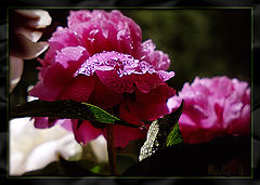 photo "Peonies magnificent spheres Are exhausted from hea"