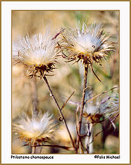 фото "Ptilostemon.."