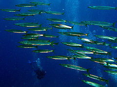 photo "Flight of barracudas"