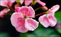 фото "After Rain"