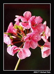 фото "After Rain II"