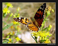 фото "Ready to fly away!!"