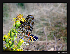 фото "Butterfly ...."